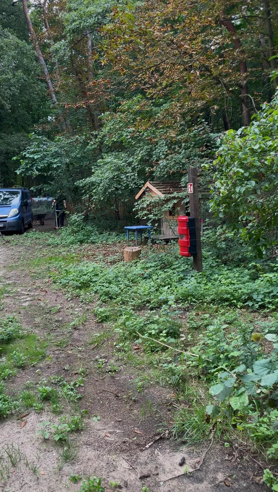 Stark verwilderte Gartenecke mit dichtem Bewuchs vor dem Rückschnitt