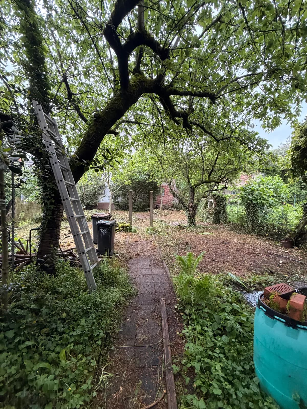Gepflegter Garten nach dem Rückschnitt durch Clearix in Darmstadt