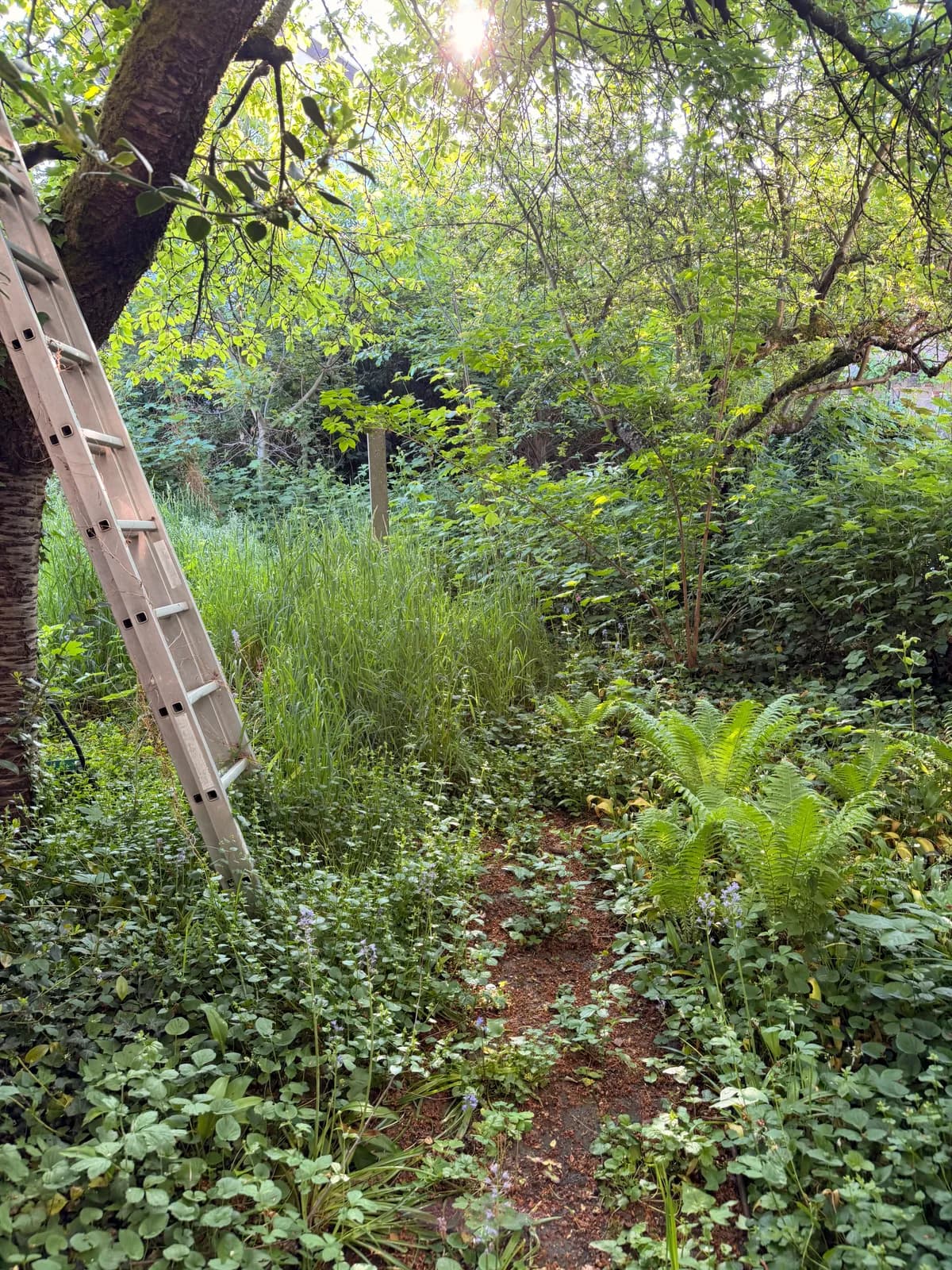 Stark zugewachsener Garten mit überwuchertem Weg vor dem Rückschnitt in Darmstadt