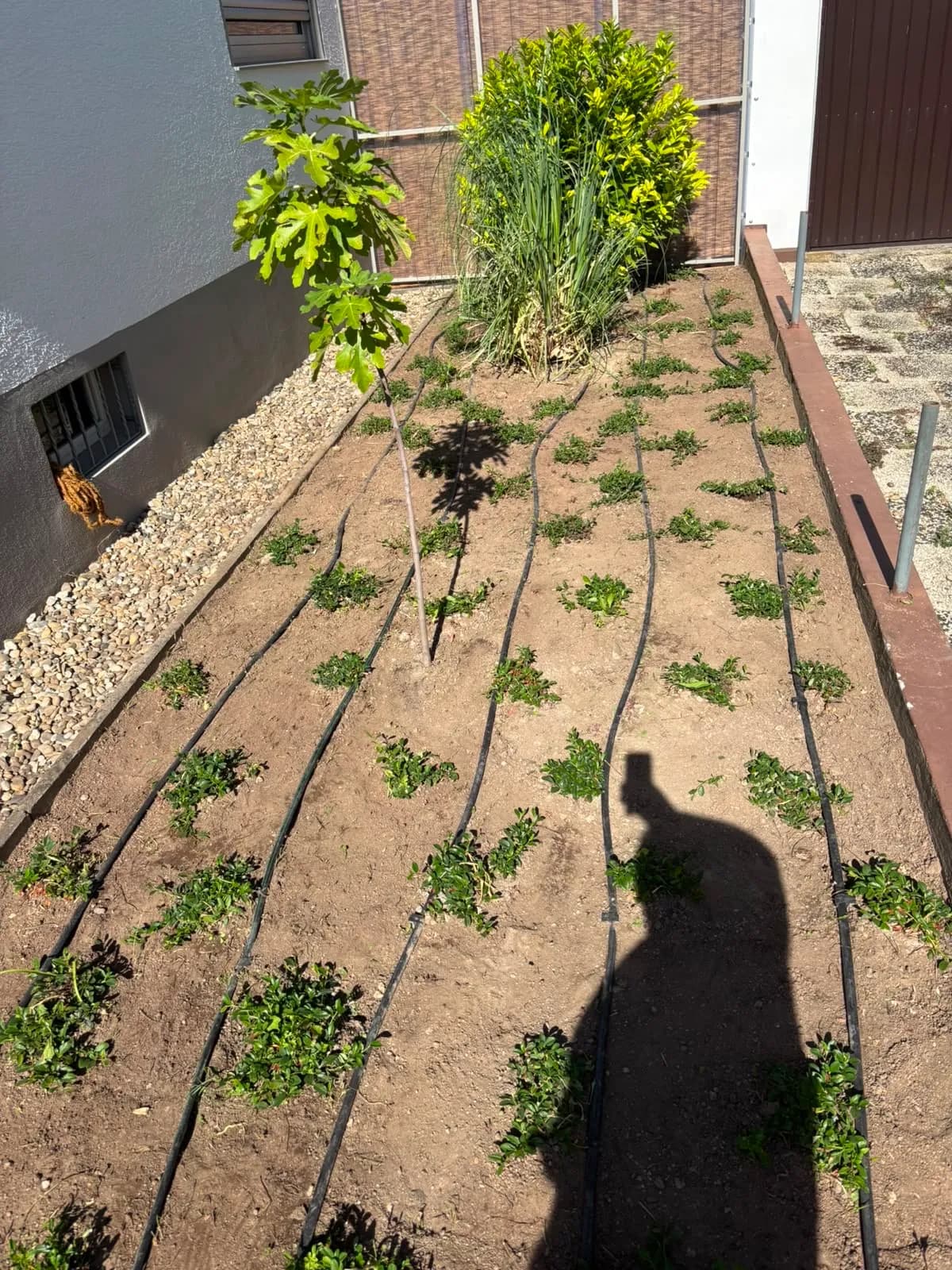 Gepflegtes Beet mit frisch gesetzten Pflanzen nach der Unkrautentfernung