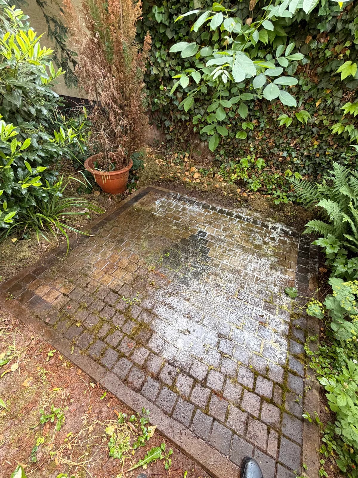 Verwittertes, veralgtes Terrassenpflaster vor der Steinreinigung in Darmstadt